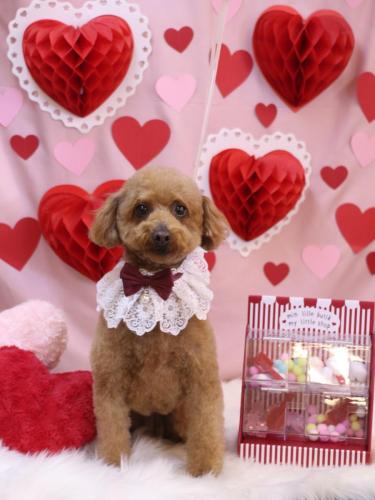 20240210チョコちゃん